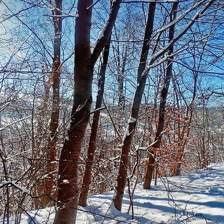 Forest *
